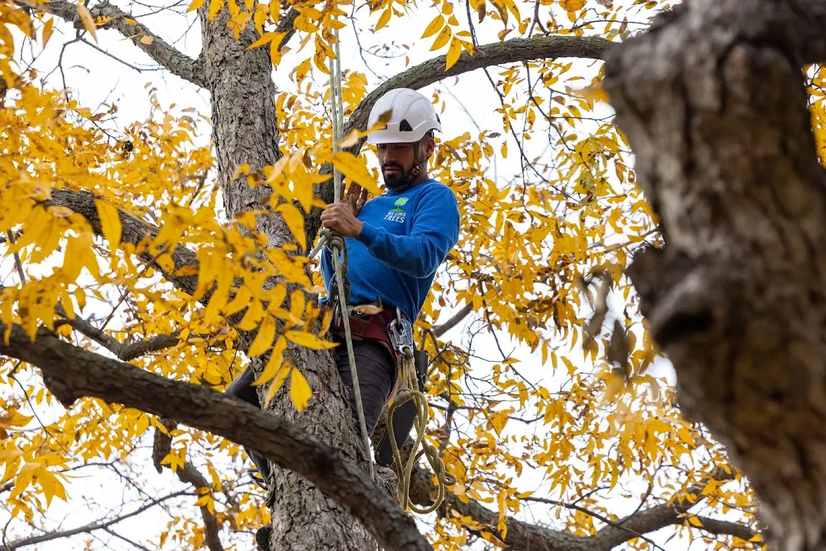 Skilled Storm Damage Cleanup crew working in Farmington